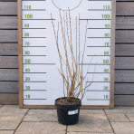 Muchovník jelšolistý (Amelanchier alnifolia) ´SASKATOON BERRY ´®- výška 40-60 cm, kont C4L - VIACKMENNÝ